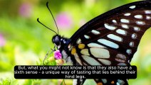 Did You Know | Butterflies can taste | Facts | Dailymotion