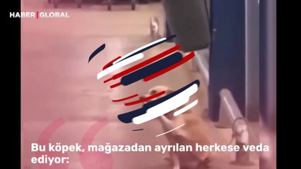 Yoldan geçen herkese veda eden sokak köpeği izleyenleri duygulandırdı