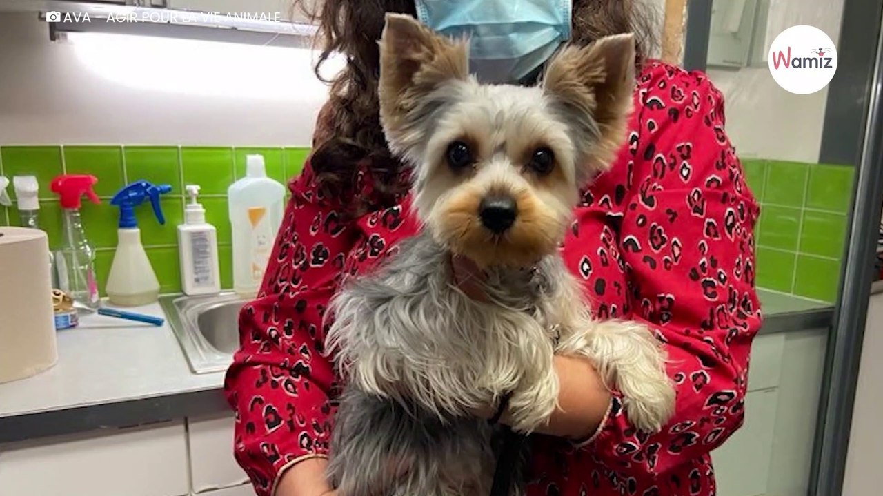 Frau kauft einen Yorkshire Terrier beim Züchter: Tage später ist das Entsetzen groß!