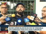 Aragua | Tres crías de leones blancos nacieron en el zoológico Las Delicias en Maracay