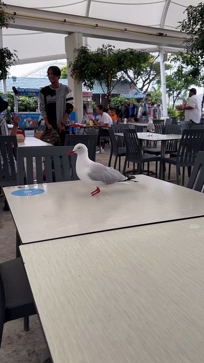 Footless Seagull