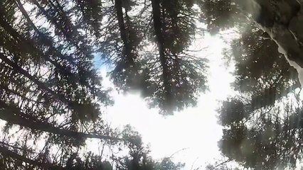 Mountain Lion Jumps Directly At Camera