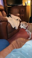 Beagle Removes Cat From Recliner