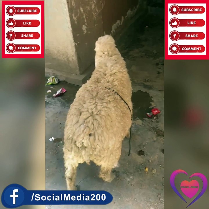 قربانی کے لیے بھیڑ