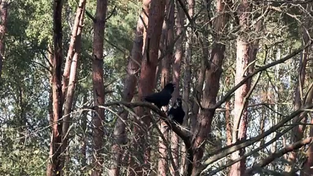 Wölfe in Deutschland: Problemtiere oder schutzbedürftige Räuber?