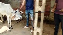 Video... भटकते पशुओं का मामला: गुजरात हाईकोर्ट का पशुपालकों को राहत से इनकार, लाइसेंस बिना के 34 मवेशियों को पकड़ा