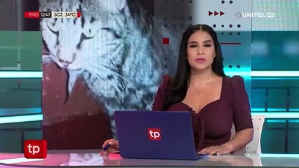 Más de 10 gatos fueron hallados muertos en Sacaba, temen que estén siendo envenenados