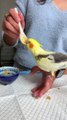 Hand-Feeding a Hungry Baby Cockatiel