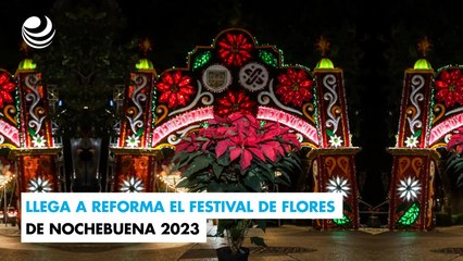 Llega a Reforma el Festival de Flores de Nochebuena 2023