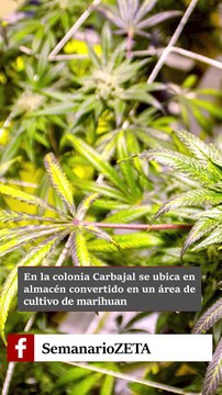 Con amparos, club de marihuana en Mexicali.