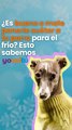 ¿Es bueno o malo ponerle suéter a tu perro para el frío? Esto sabemos