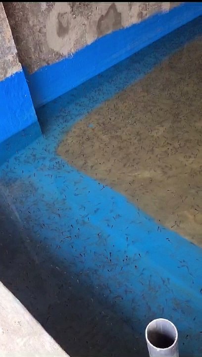 Resiko budidaya lele dikolam tertutup❗Ikan gantung, air kolam gak hijau, bau amis, suhu air dingin