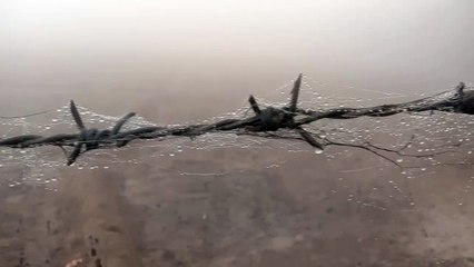 ओस की बूंदें जमी,  धुंध ने पूरा इलाके को लिया आगोश में