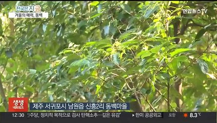 유엔 선정 세계 최우수 관광마을로 거듭난 제주 동백마을