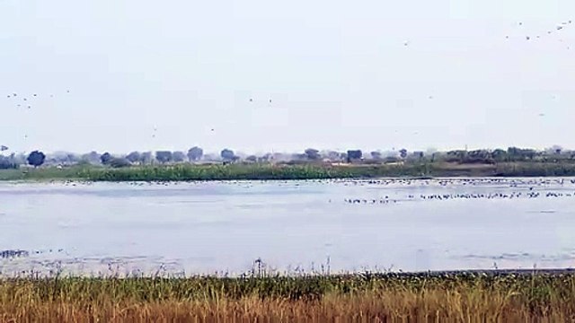 Three more ponds declared wetland in Jhalawar district