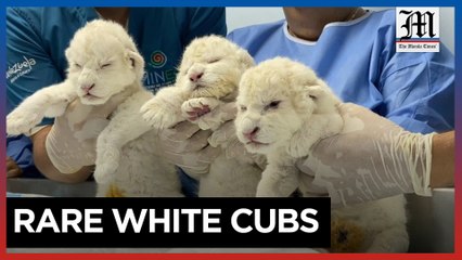 Three white lion cubs born in Venezuela zoo