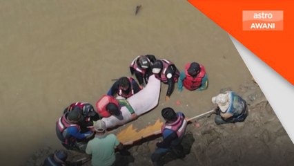 24 ikan lumba-lumba merah jambu yang terperangkap telah dipindahkan