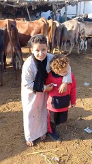 الفصيح الصغير بيرضع من البقره في سوق منوف