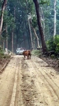 Video; लोगों के बीच पहुंचा बाघ, आधे घंटे तक लोगों की थमी रहीं सांसें