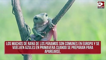 Una rana se vuelve azul por primera vez en siglos