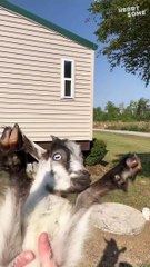 Adorable Baby Goat Spun with Love: Heartwarming Bond with Caretaker || #heartsome