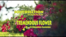 Tremendous Flower ft. Dolores Cannon - Southsection
