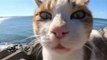 Funny cat dog animals compilation 3 animal videos on Instagram Tiktok
