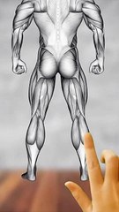 تمارين عضلات أسفل الساق #كمال_الاجسام