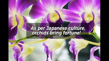 Top 5 Indoor Flowering Plants