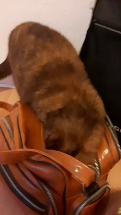 Murmel sucht Leckerlis in der Fototasche