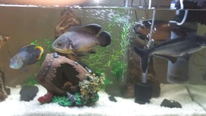 Oscar fish.  اسماك الاوسكار الشرسة