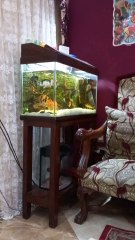 Ornamental fish breeding