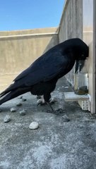 VN٢٠٢٣١١١٢@ الغراب هوطائرزكى ويتميزبالزكاءالخارق The crow is a smart bird and is distinguished by its extraordinary intelligence ويظهرزكائةفى حل المشاكل_١٣٤٢٤٧