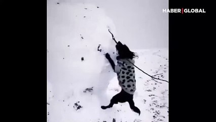 Kardan adama hayatı zindan eden köpeğin ısrarı görenleri güldürdü