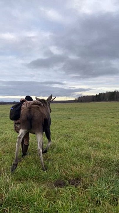 Riding A Moose