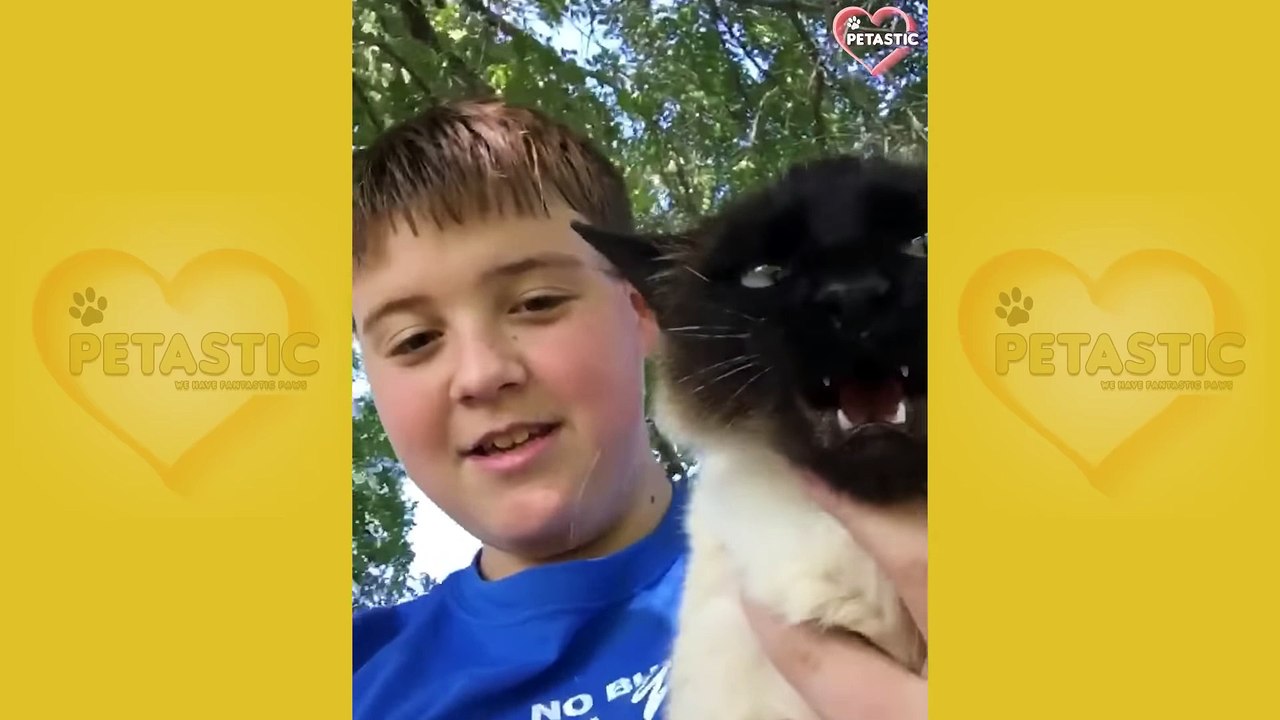 Cats Being JERKS! Savage Cats Attacking People Compilation video