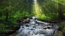 Nature River Waterfall Forest Sun Morning Stock Footage Video (100_ Royalty-free) 1065170830 _ Shutterstock
