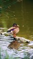 The wilds of Ireland, where beautiful birds and wonderful views see what is hidden from you 