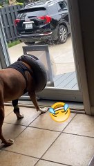 Surgery Cone Blocks Dog Door Entry