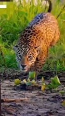 Tiger baby lion baby Chita baby