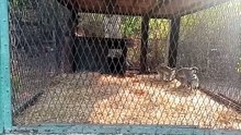 قرود شقيه       #hema_hekaya  #قرد #حديقه_الحيوان #قرود #zoo