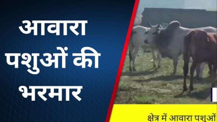 संत कबीर नगरः आवारा पशुओं की भरमार समय मिलते ही फसलों पर बोल देते धावा