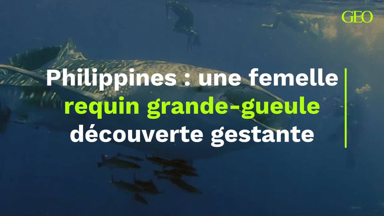 Philippines : une femelle requin grande-gueule découverte gestante