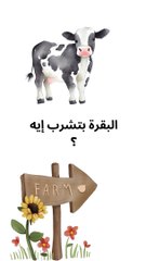 يا ترى البقرة بتشرب إيه