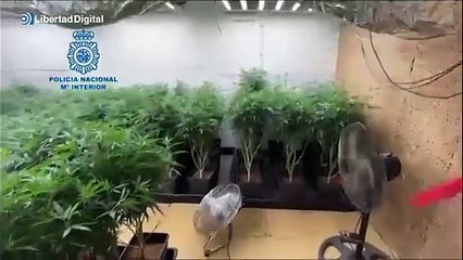Descubren una enorme plantación de marihuana en un antiguo club de Barcelona