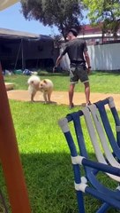 شاهد لحظة هجوم كلب على حديقة المنزل