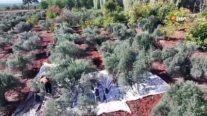 ZEYTİN VE ZEYTİNYAĞINDA ÇABALAR SONUÇ VERİYOR