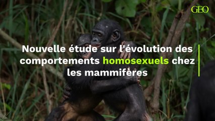 Nouvelle étude sur l'évolution des comportements homosexuels chez les mammifères