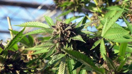 A New York, les cultivateurs de cannabis piégés par les ratés de la légalisation