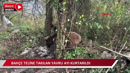 Bahçe teline takılan yavru ayı kurtarıldı